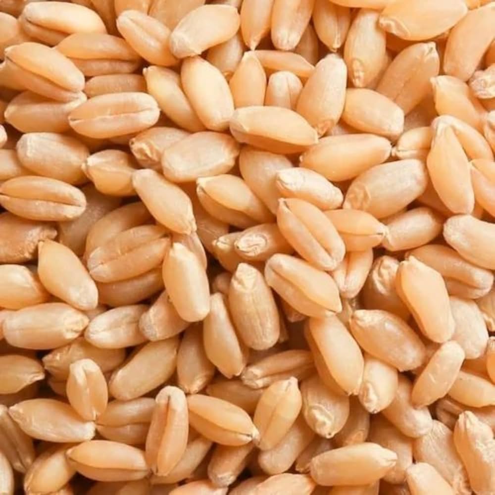 Premium Wheat Seeds